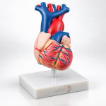 Heart Model Life Size